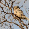 Sovice krahujova - Surnia ulula - Northern Hawk Owl 0088